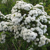  Agathosma corifolium